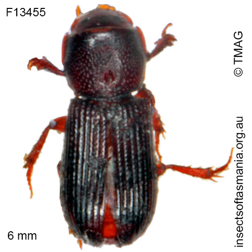 Species image