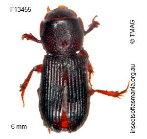 Saprus griffithi