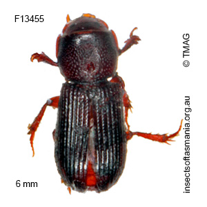 Saprus griffithi