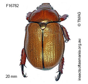 Anoplognathus suturalis