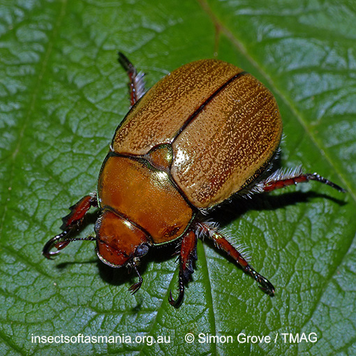 Species image