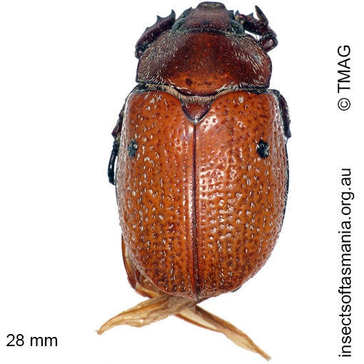 Species image