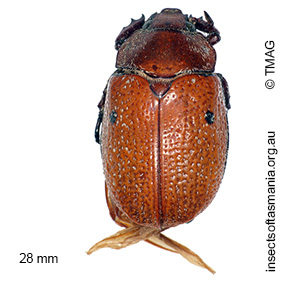 Anoplognathus velutinus