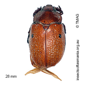Anoplognathus velutinus