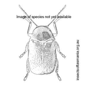 Platycolaspis australis