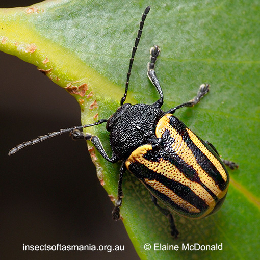 Species image