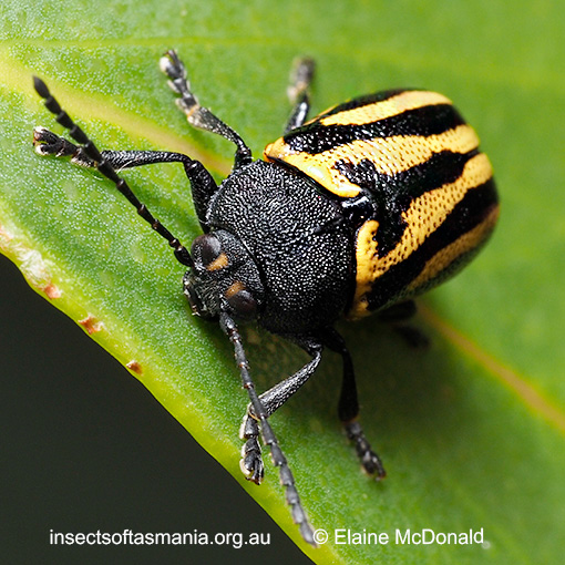 Species image