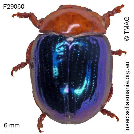 Species image