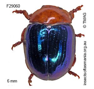 Chalcomela cupripennis