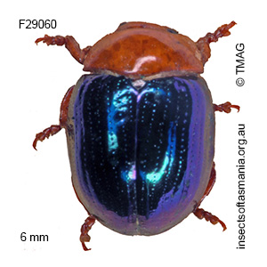 Chalcomela cupripennis