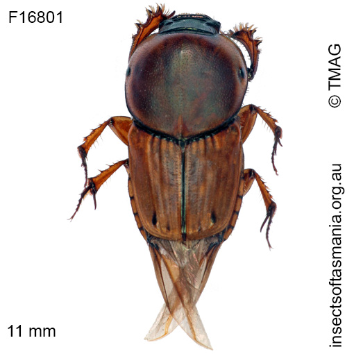 Species image