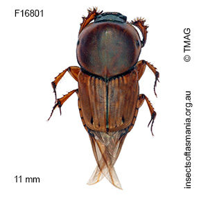 Euoniticellus fulvus