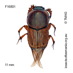Euoniticellus fulvus