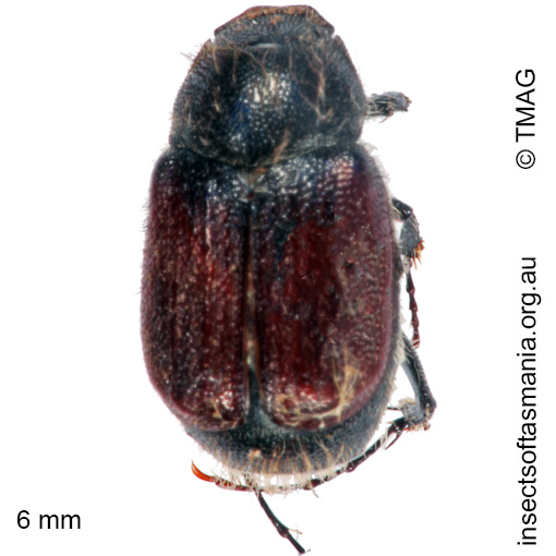 Species image