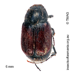 Liparetrus atratus