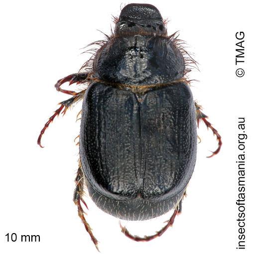 Species image