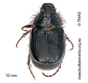 Liparetrus concolor