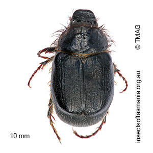 Liparetrus concolor