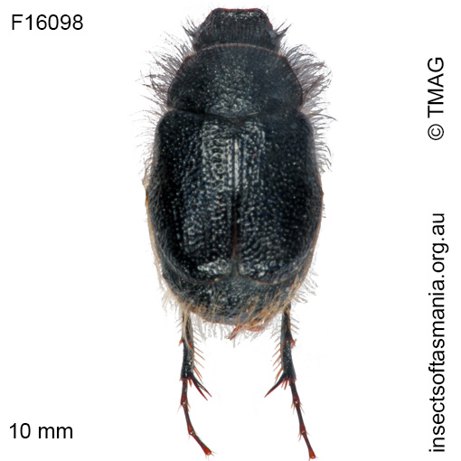 Species image
