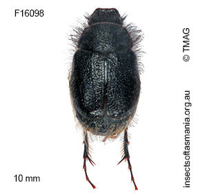 Liparetrus convexus