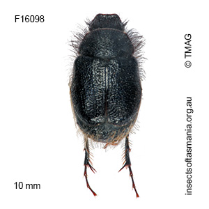 Liparetrus convexus