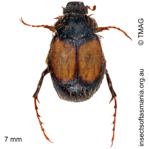 Species image