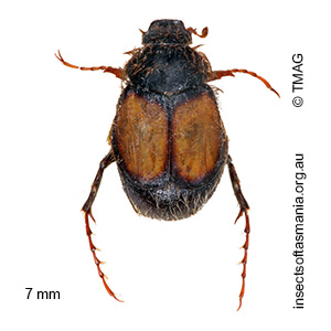 Liparetrus discipennis