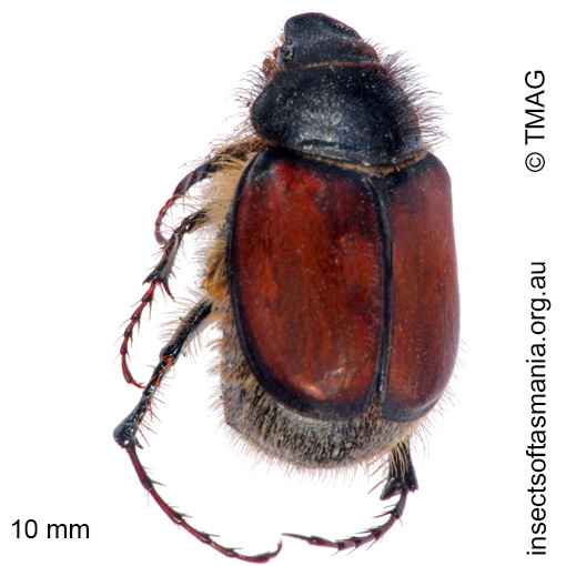 Species image