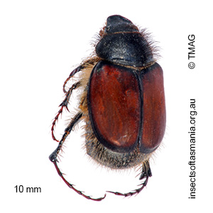 Liparetrus sericeus