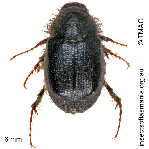 Species image