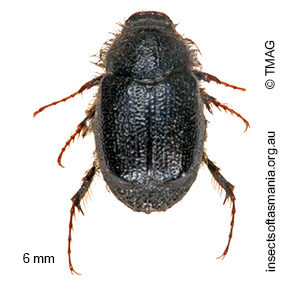 Liparetrus sylvicola