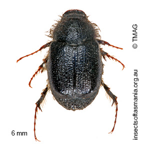 Liparetrus sylvicola