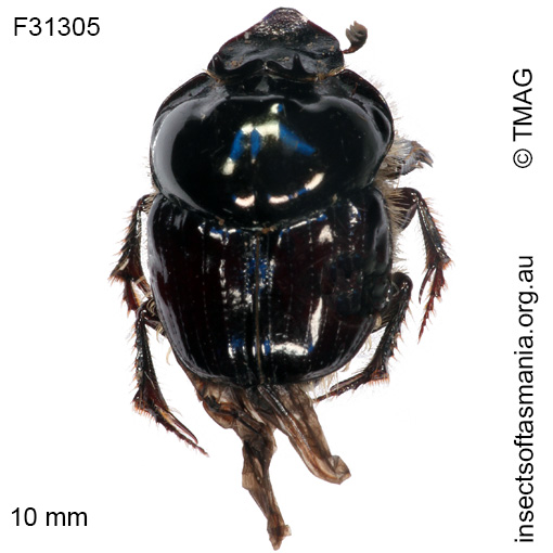 Species image