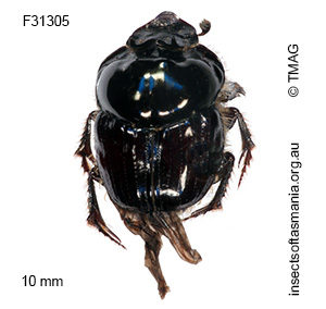 Onthophagus auritus
