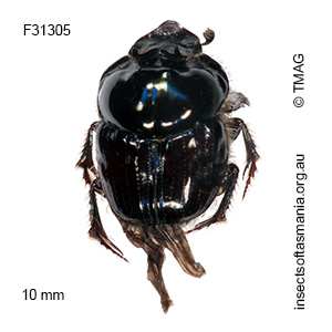 Onthophagus auritus