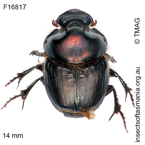 Species image