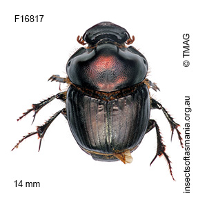 Onthophagus australis