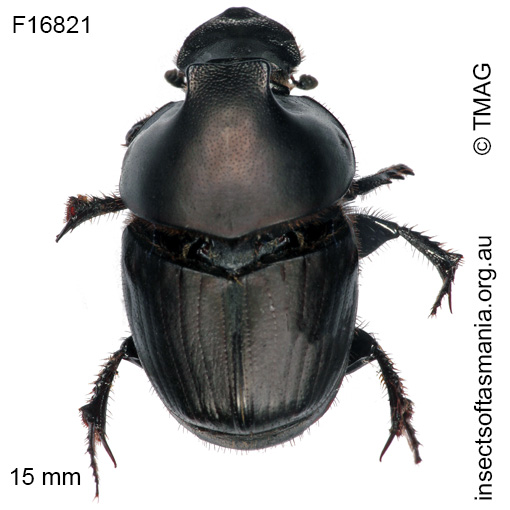 Species image