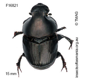 Onthophagus binodis