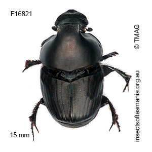 Onthophagus binodis
