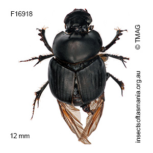 Onthophagus fuliginosus