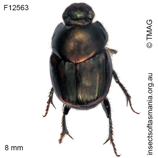 Species image