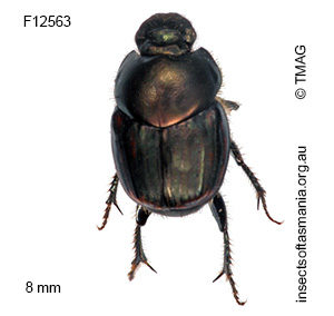 Onthophagus posticus