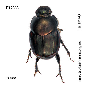 Onthophagus posticus