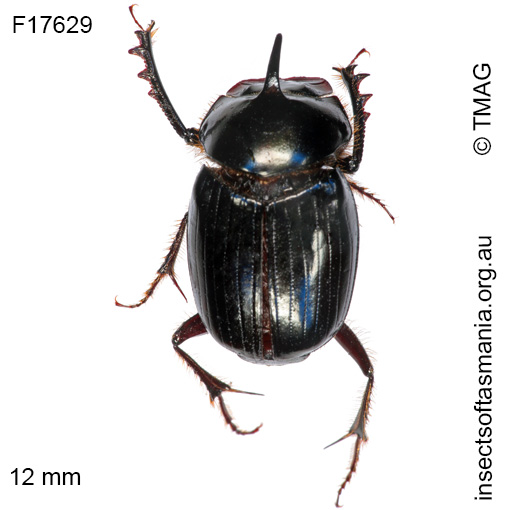 Species image