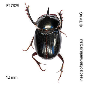 Onthophagus pronus