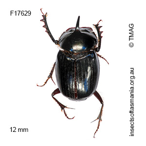 Onthophagus pronus