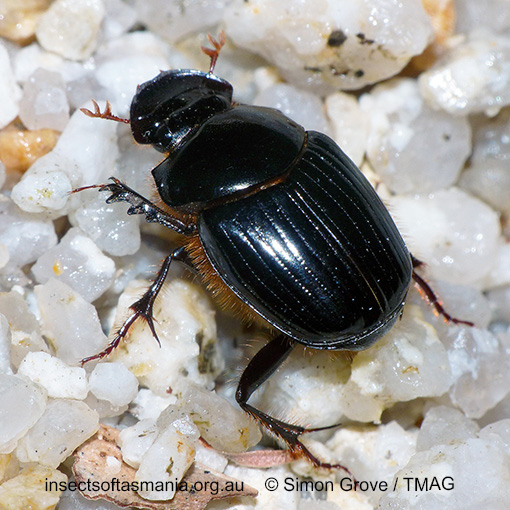 Species image