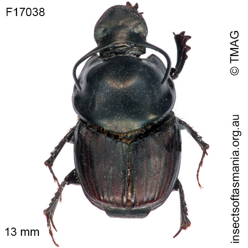 Species image