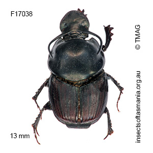 Onthophagus taurus